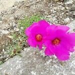 Portulaca grandifloraKvět