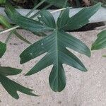 Philodendron pedatum Feuille