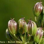 Mutellina adonidifolia 果実