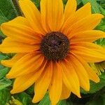 Rudbeckia hirta Flower