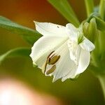 Alstroemeria aurea Flower