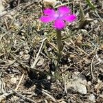 Dianthus scaber Virág