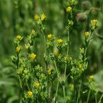 Linum digynum Habit