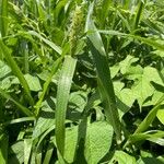 Setaria adhaerens Blad