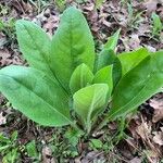 Cynoglossum virginianum Hostoa