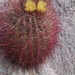 Ferocactus cylindraceus Blüte