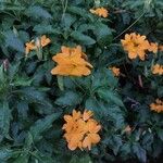 Crossandra infundibuliformis Flower