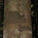 Inga marginata Bark