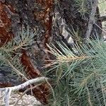 Pinus monophylla Flower