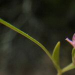 Exaculum pusillum Λουλούδι