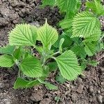 Laportea canadensis Blad