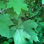 Acer saccharumبرگ