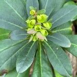 Euphorbia amygdaloides Fleur