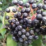 Cornus sanguinea Fruit