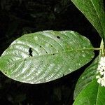 Psychotria luxurians Blatt