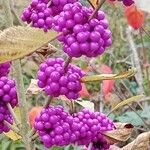 Callicarpa bodinieri Плід