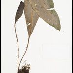 Elaphoglossum luridum Leaf