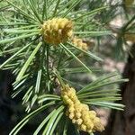 Pinus edulis Fruto