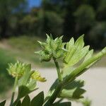 Ranunculus muricatus Plod