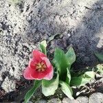 Tulipa gesneriana花