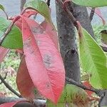 Photinia fraseri 葉