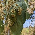 Cordia alliodora Hoja