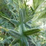 Cirsium echinatum 葉