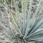 Yucca necopina Leaf