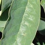 Annona cherimola Leaf