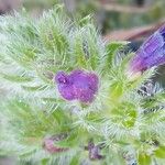 Echium arenarium Floare