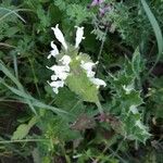 Lamium bifidum Leaf