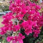 Bougainvillea glabraBlomst