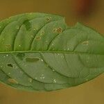 Solanum leucocarpon Лист