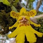 Erycina crista-galli Lorea