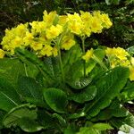 Primula × polyantha Habitus