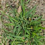 Digitaria ischaemum Blatt