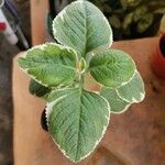 Plectranthus amboinicus Leaf