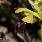 Ophrys lupercalis Mosusu