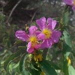 Cistus symphytifolius Flower