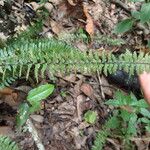 Asplenium erectum Blad