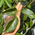 Fridericia chica Hoja
