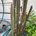 Euphorbia trigona Yaprak