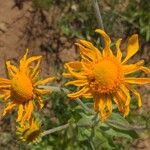 Hymenoxys hoopesii Flower