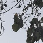 Gmelina arborea Fruit