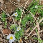 Felicia abyssinica Habit