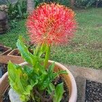 Scadoxus multiflorus পাতা