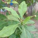 Leuenbergeria bleo Leaf