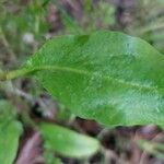 Mummenhoffia alliacea Blad