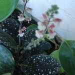 Gloxinia erinoides Flor