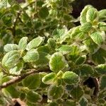 Plectranthus forsteri Blad